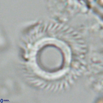 Diadelithus robustus 24969