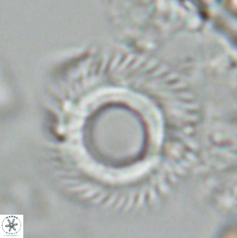 Diadelithus robustus 24969