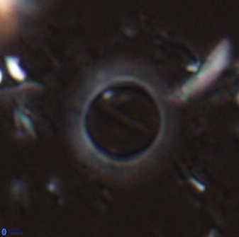 Diadelithus robustus 25118