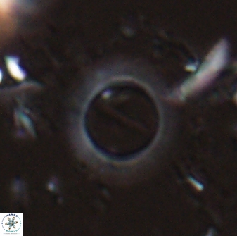 Diadelithus robustus 25118