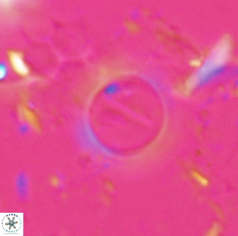 Diadelithus robustus 25119