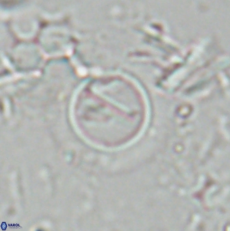 Diadelithus robustus 25120