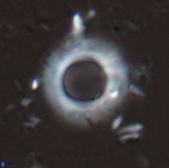 Diadelithus robustus 25732