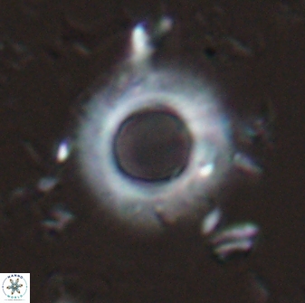 Diadelithus robustus 25732