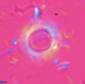 Diadelithus robustus 25733