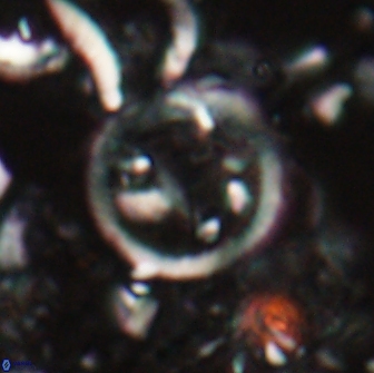 Diadelithus sp 21075