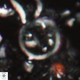 Diadelithus sp 21075