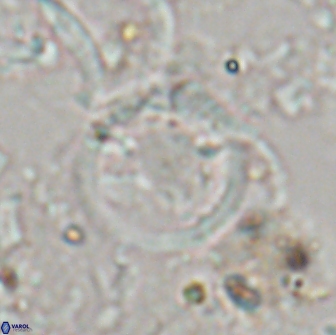 Diadelithus sp 21076