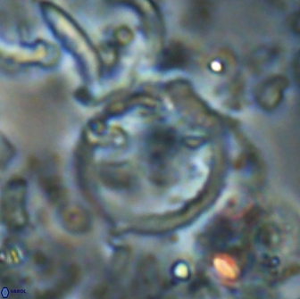 Diadelithus sp 21077