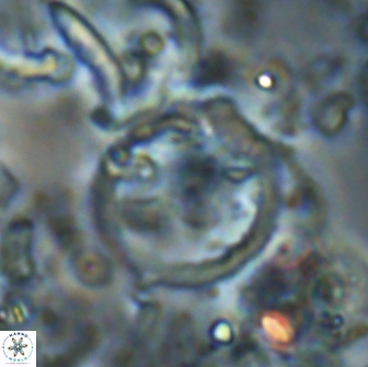 Diadelithus sp 21077
