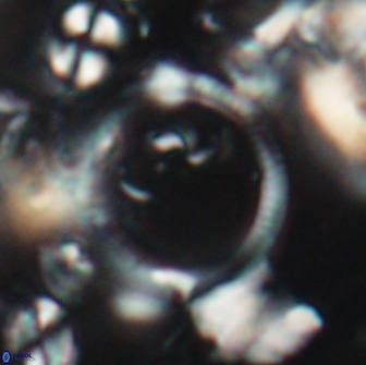 Diadelithus sp 21475