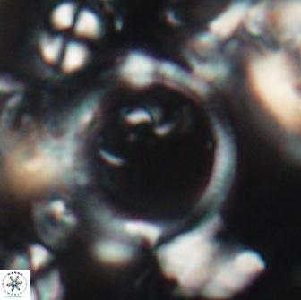 Diadelithus sp 21475