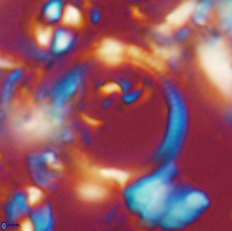 Diadelithus sp 21476