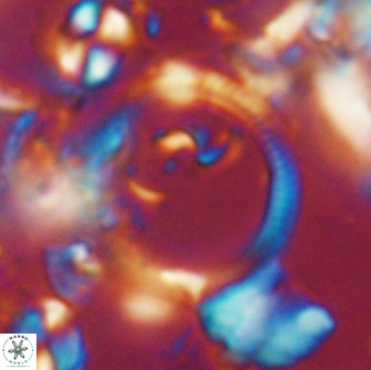 Diadelithus sp 21476