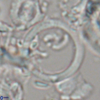 Diadelithus sp 21477