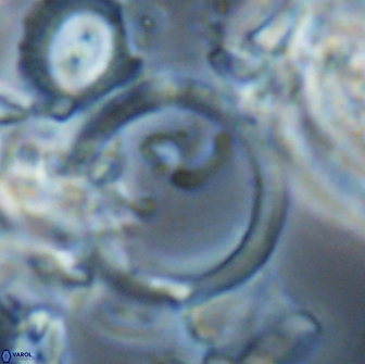 Diadelithus sp 21478