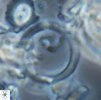 Diadelithus sp 21478