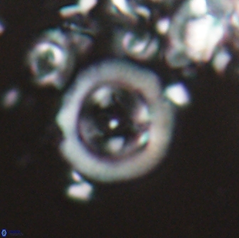 Diadelithus sp 21588