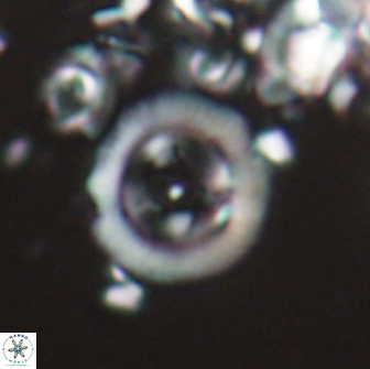 Diadelithus sp 21588