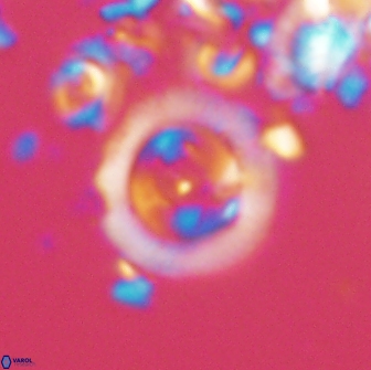 Diadelithus sp 21589