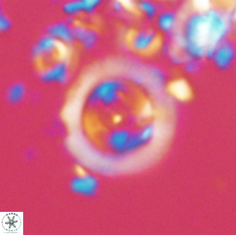 Diadelithus sp 21589