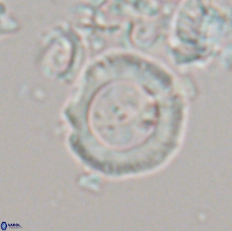 Diadelithus sp 21590