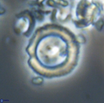 Diadelithus sp 21591