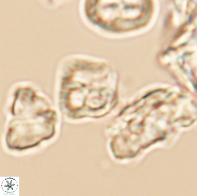 Diadorhombus rectus 12438