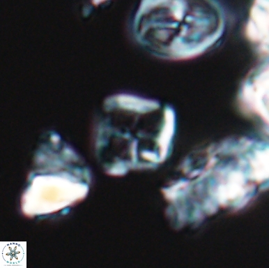 Diadorhombus rectus 12430