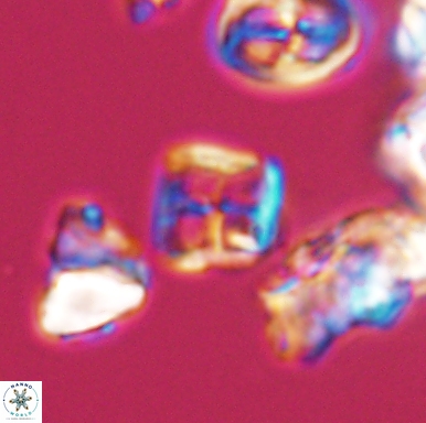 Diadorhombus rectus 12431