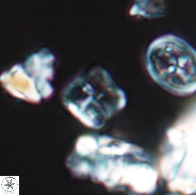 Diadorhombus rectus 12432
