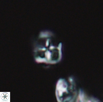 Diadorhombus rectus 13408