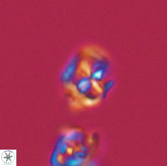 Diadorhombus rectus 13410