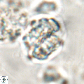 Diantholitha magnolia VR 00635