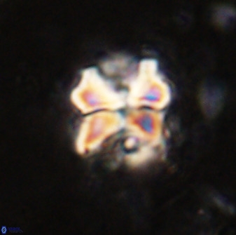 Diantholitha mariposa 50531