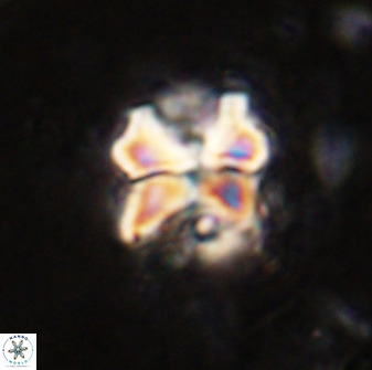 Diantholitha mariposa 50531