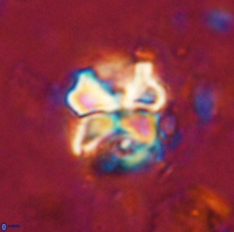 Diantholitha mariposa 50532