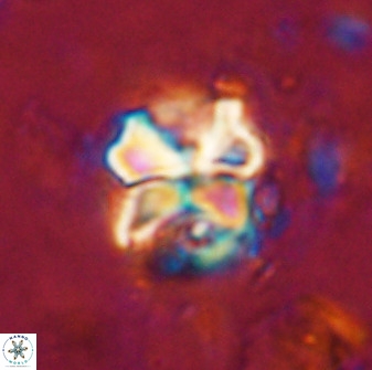 Diantholitha mariposa 50532