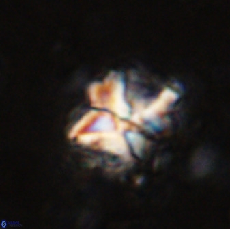 Diantholitha mariposa 50537