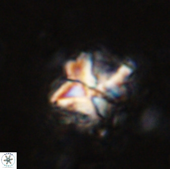 Diantholitha mariposa 50537