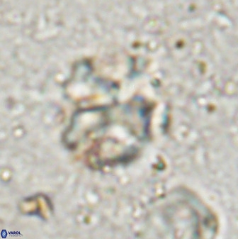 Diantholitha mariposa 50539
