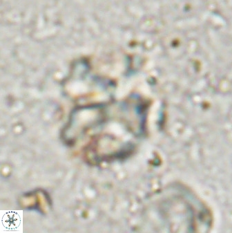 Diantholitha mariposa 50539