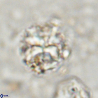 Diantholitha mariposa 50540