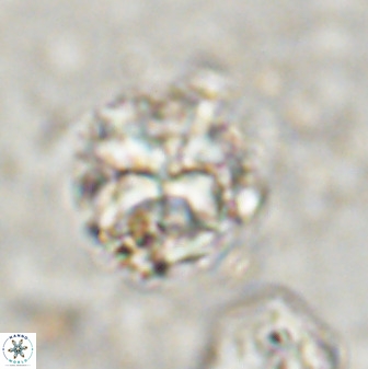 Diantholitha mariposa 50540