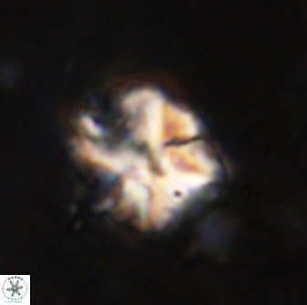 Diantholitina mariposa 50464