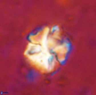 Diantholitina mariposa 50466