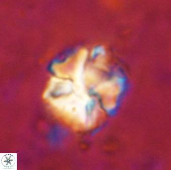 Diantholitina mariposa 50466