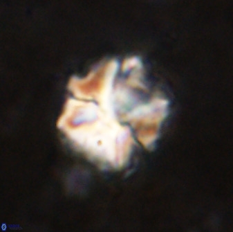 Diantholitina mariposa 50467