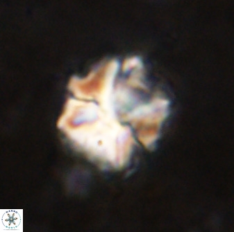 Diantholitina mariposa 50467