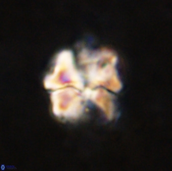 Diantholitina mariposa 50462